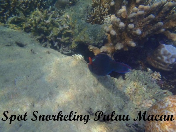 Spot Snorkeling Pulau Macan